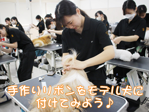 手作りリボンをモデル犬に☆